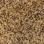 Tui Canary Seed Close Up