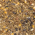 Tui Parrot Seed Close Up